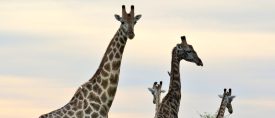 Namibia, Capriviremsan och Victoriafallen thumbnail