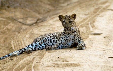 Från Ella till Yala Nationalpark image