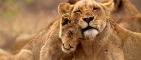 Mocambique och Sydafrika – strandliv, kultur och safari thumbnail