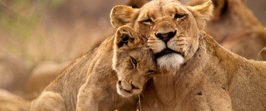 Mocambique och Sydafrika – strandliv, kultur och safari hero image