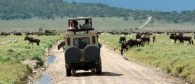 Höstlovsäventyr med safari i Tanzania thumbnail