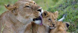 Safari i Mikumi och Ruaha – Vilt, vackert och annorlunda thumbnail