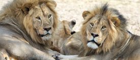 Klassisk safarivecka i Tanzania med Serengeti – världens viltrikaste savanner thumbnail