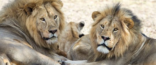 Klassisk safarivecka i Tanzania med Serengeti – världens viltrikaste savanner hero image