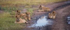 Safari i Ruaha – Stort, vilt och vackert thumbnail
