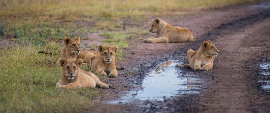 Safari i Ruaha – Stort, vilt och vackert hero image