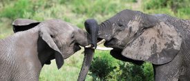 Safari i Selous – Vildhund, valhaj och vildmark thumbnail