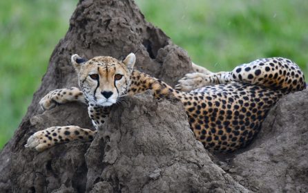 Sista safari i Serengeti image