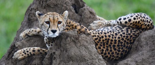 Safari i Selous och Ruaha – Södra Tanzania hero image