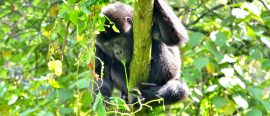 Ugandas bergsgorillor och schimpanser med SvD Accent thumbnail