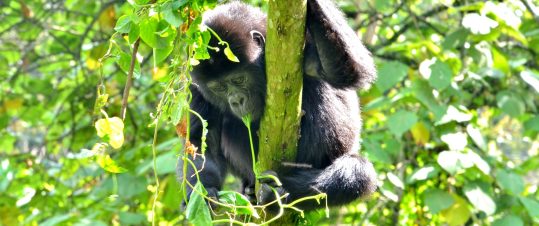 Ugandas bergsgorillor och schimpanser med SvD Accent hero image