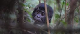 Dimhöljda bergens gorillor och Kibales schimpanser thumbnail