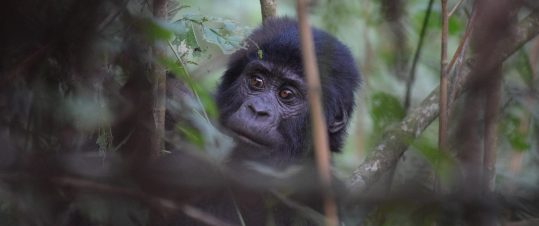 Dimhöljda bergens gorillor och Kibales schimpanser hero image