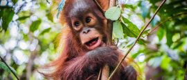 Julresa till Borneo med strandliv på regnskogsön Gaya thumbnail
