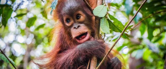 Julresa till Borneo med strandliv på regnskogsön Gaya hero image