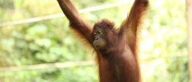 Borneos regnskog med bestigning av Mount Kinabalu thumbnail