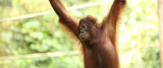 Borneos regnskog med bestigning av Mount Kinabalu hero image