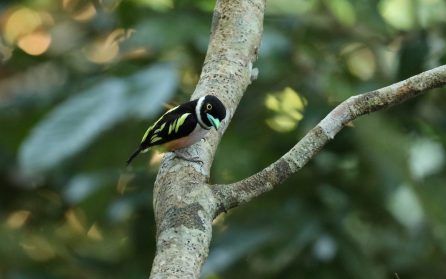 Utfärder i regnskogen image