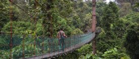 Borneo Deluxe med Danum Valley thumbnail