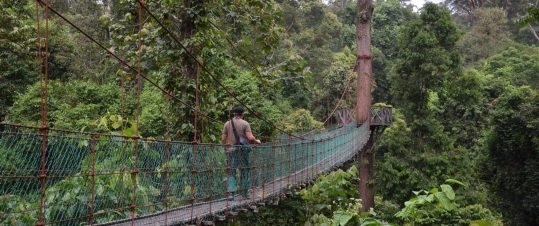 Borneo Deluxe med Danum Valley hero image