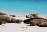 Tilläggsresa - Sol och bad på Galapagos thumbnail