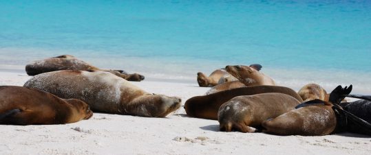 Tilläggsresa – Sol och bad på Galapagos hero image