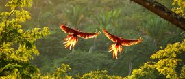 Costa Rica thumbnail