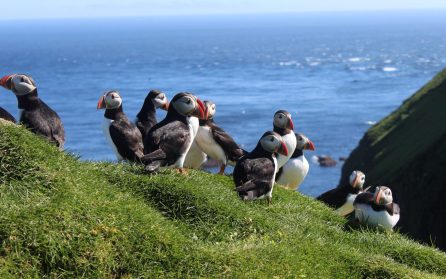 Mykines - Fågelparadiset image