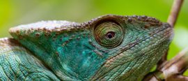 Madagaskar thumbnail