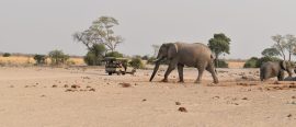 Klassiska Botswana thumbnail