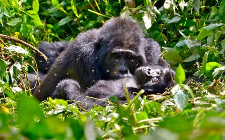 Resans höjdpunkt image