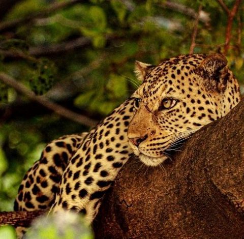 Zambia hero background image