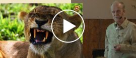 Föredrag om Östafrikas djur thumbnail