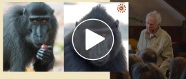 Föredrag om Sulawesi thumbnail