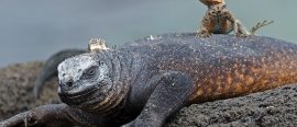 Galapagos unika djur thumbnail