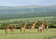 Tilläggsresa: Minisafari i Tarangire, Ngorongoro och Lake Manyara thumbnail