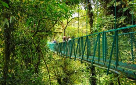 Molnskogen i Monteverde image