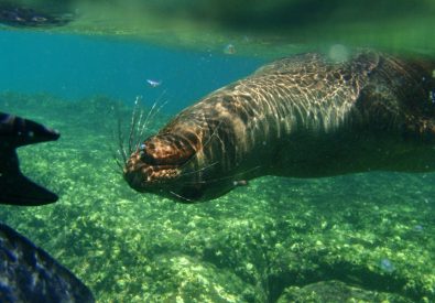 Bad och snorkling