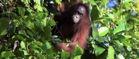 Borneos djur och natur thumbnail