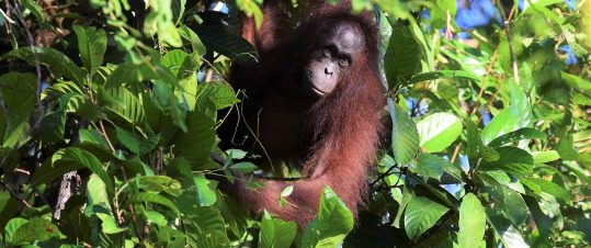 Borneos djur och natur hero image