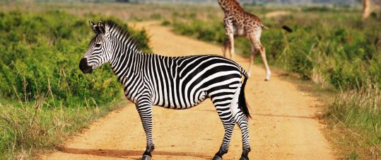 Safari i Mikumi och Ruaha – Vilt, vackert och annorlunda hero image