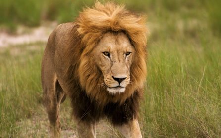 Safari i Chobe och vidare över gränsen till Victoria falls image