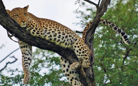 Chobe National Park image
