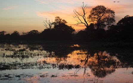 Porten till Pantanal image