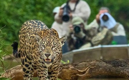 I jaguarens rike - Porto Jofre på Rio Negrinho image