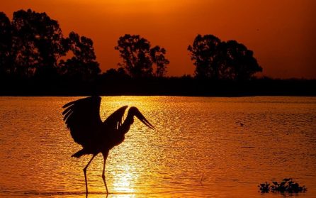 Mot norra Pantanal och vårt flodkryssningsfartyg image