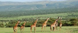 Tanzania thumbnail