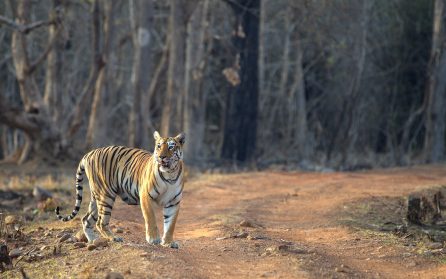 Till Kanha image