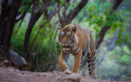 Kanha Nationalpark image