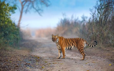 Mot Tadoba image